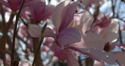 Pink Flowers in a Tree