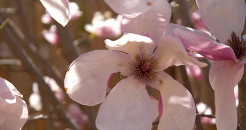 Close Up of Magnolia Flowers