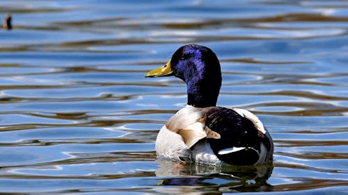 A Duck Floating and Drinking on Water