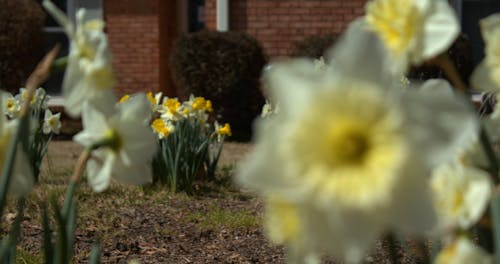 Close Up Video of Flowers