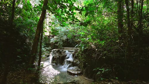 Video Of Rainforest During Daytime 