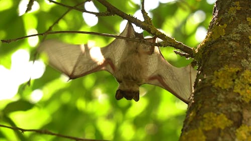 Close Up Shot of Bat Hanging on the Tree