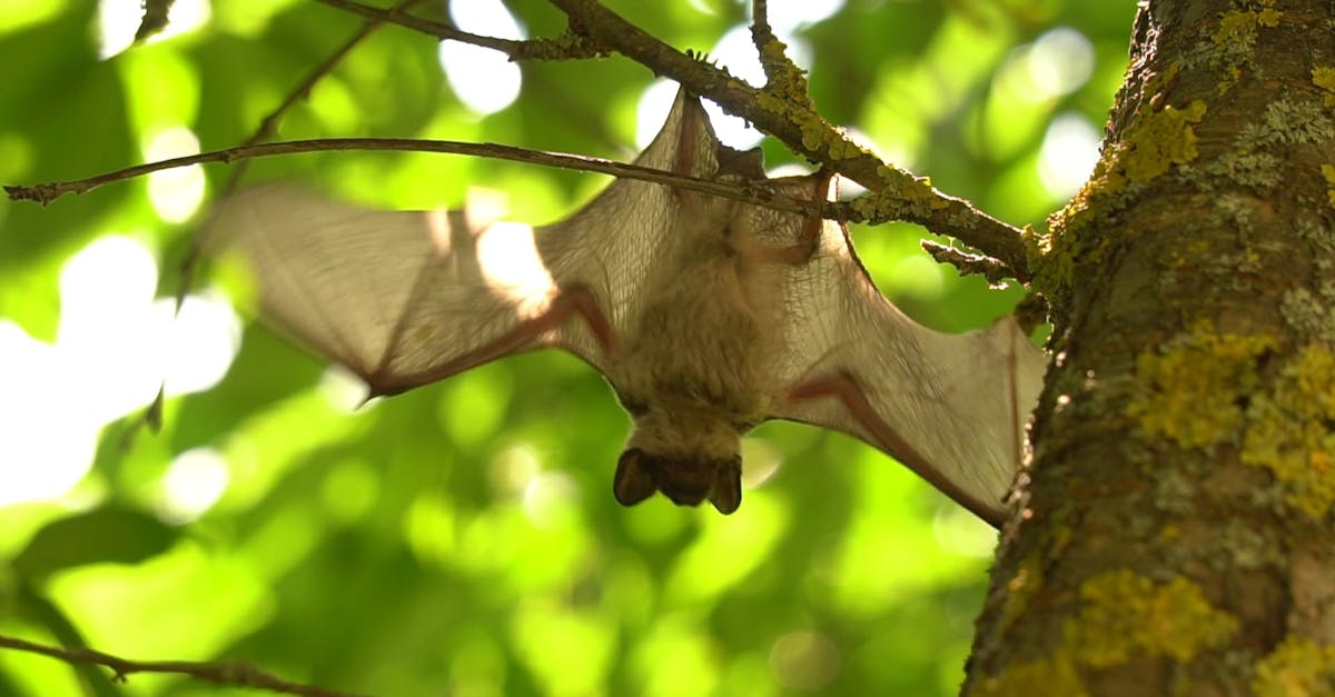 Close Up Shot of Bat Hanging on the Tree Free Stock Video Footage ...
