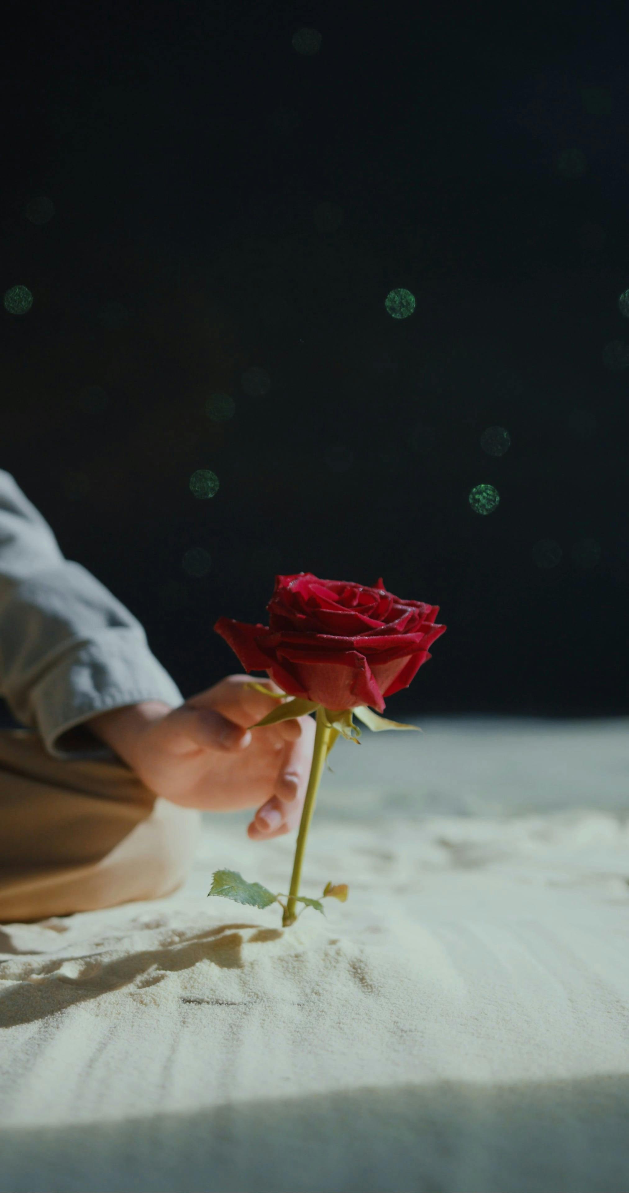 A Boy Touching A Rose Flower · Free Stock Video