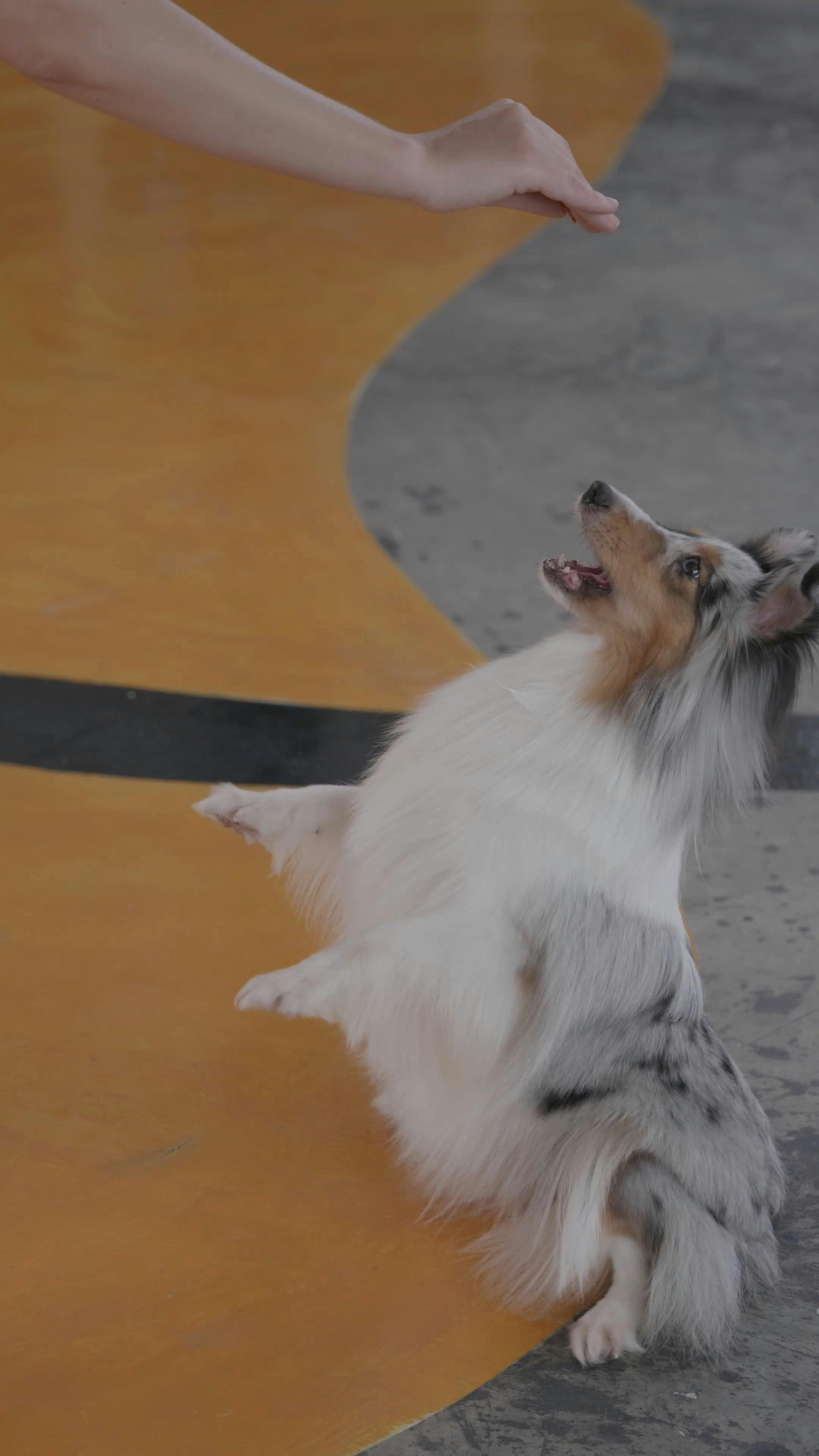 Walking The Dog Training Tricks Photos Videos, Download The BEST Free 4k Stock Video Footage