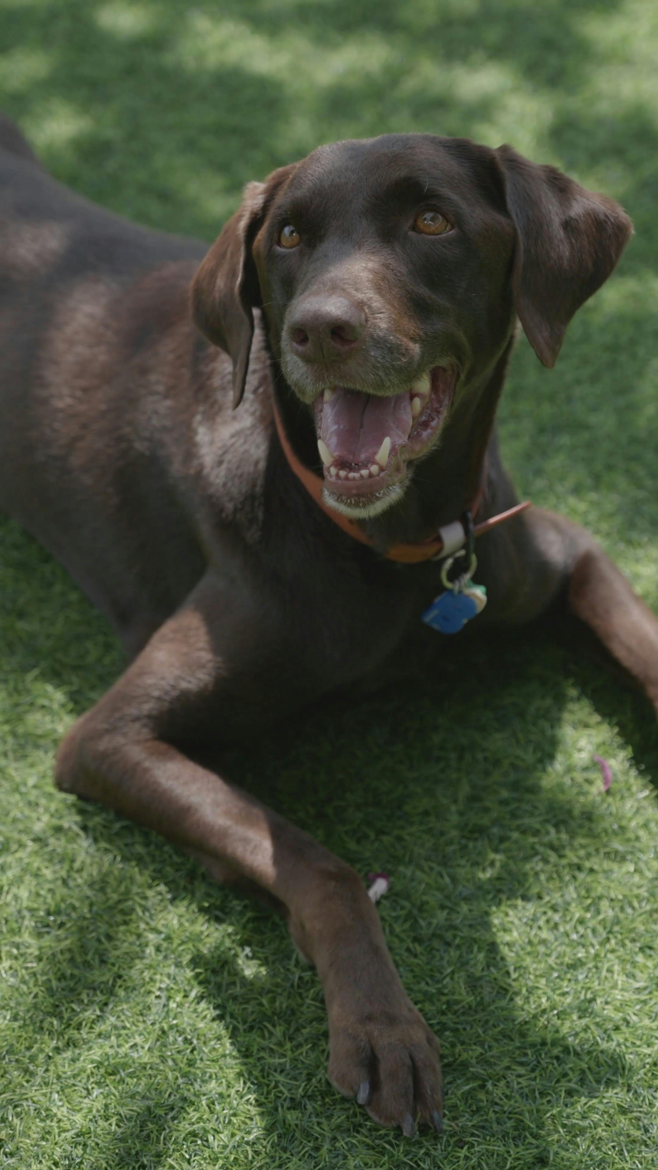 Brown Adult Dog Laying on Grass Free Stock Video Footage, Royalty-Free 4K &  HD Video Clip