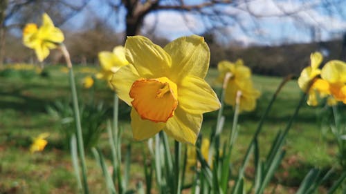 Close Up Video of Flowers