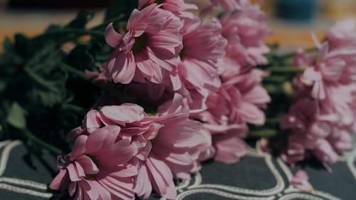 Close Up Shot of Flowers