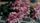 pink flowers