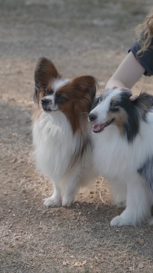 Woman Playing with Two Pet Dogs