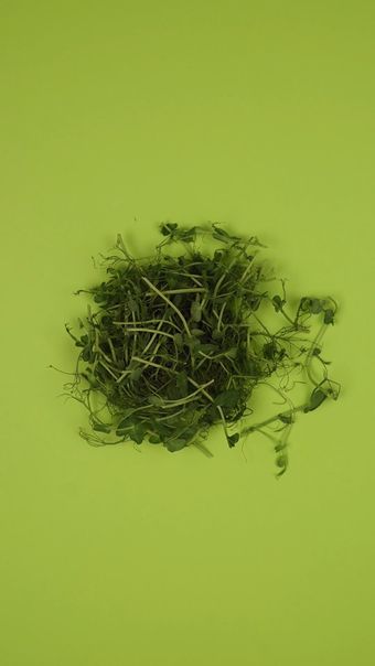 豌豆尖视频素材视频素材
