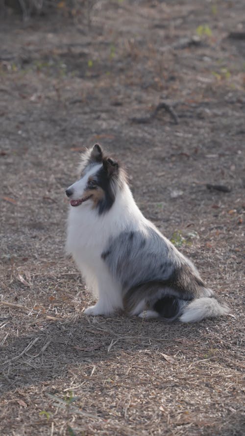 A Hairy Cute Dog Outdoors