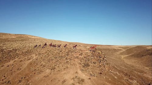 Toy Horses on a Hill