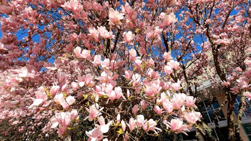 Cherry Tree in Full Blossom