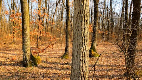 Forest During Autumn Season