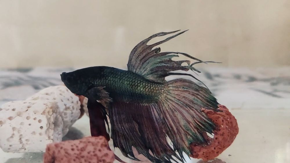 Ruzetta Fish Red Betta Fish In Freshwater · Free Stock Video