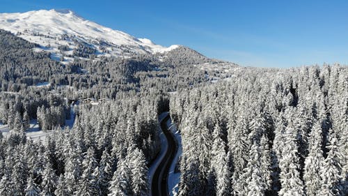 Drone Footage of Coniferous Trees