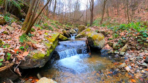 stream in the Nature 