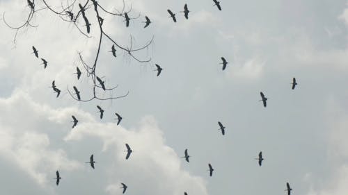 Flock of Birds Flying