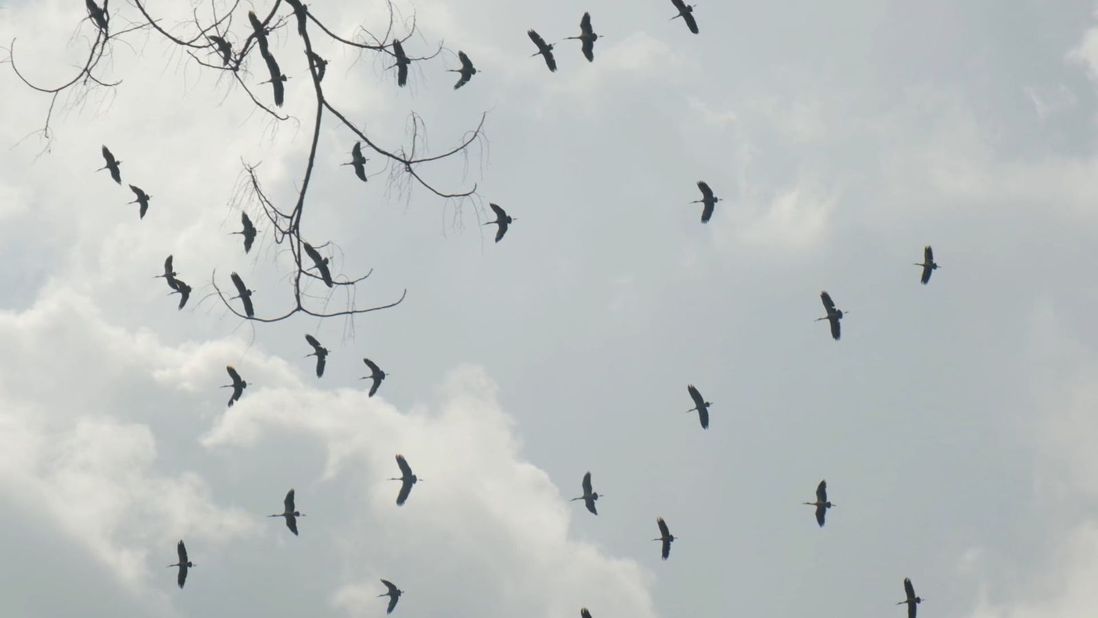 Fly Video Birds Flying in Slow Motion Free Stock Video Footage, Royalty-Free 4K ...