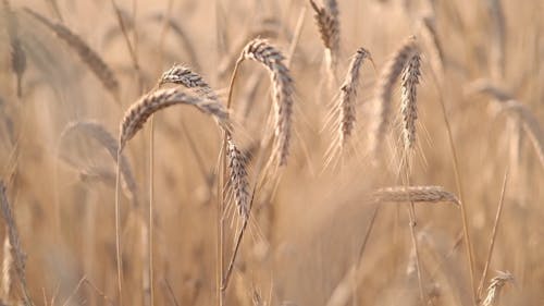 Stalks of Wheat