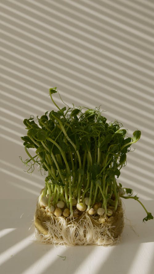 Mockup of Pea Sprouts