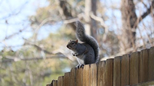 A Squirrel on a Wooden Fence