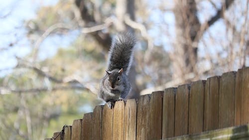 Squirrel in a Fence 