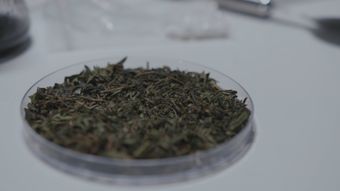 碧螺春视频素材