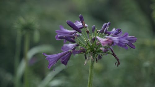 A Purple Flower