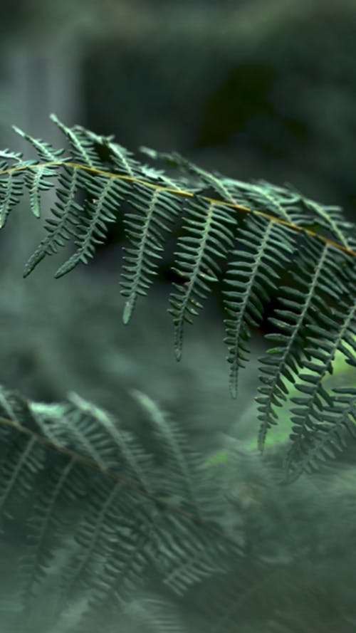 Close Up Video of Fern Leaves