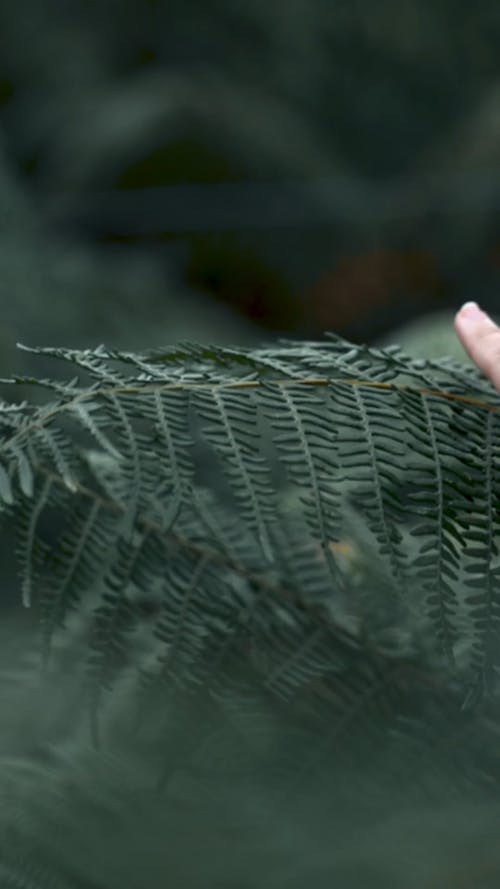 A Person touching a Fern Plant