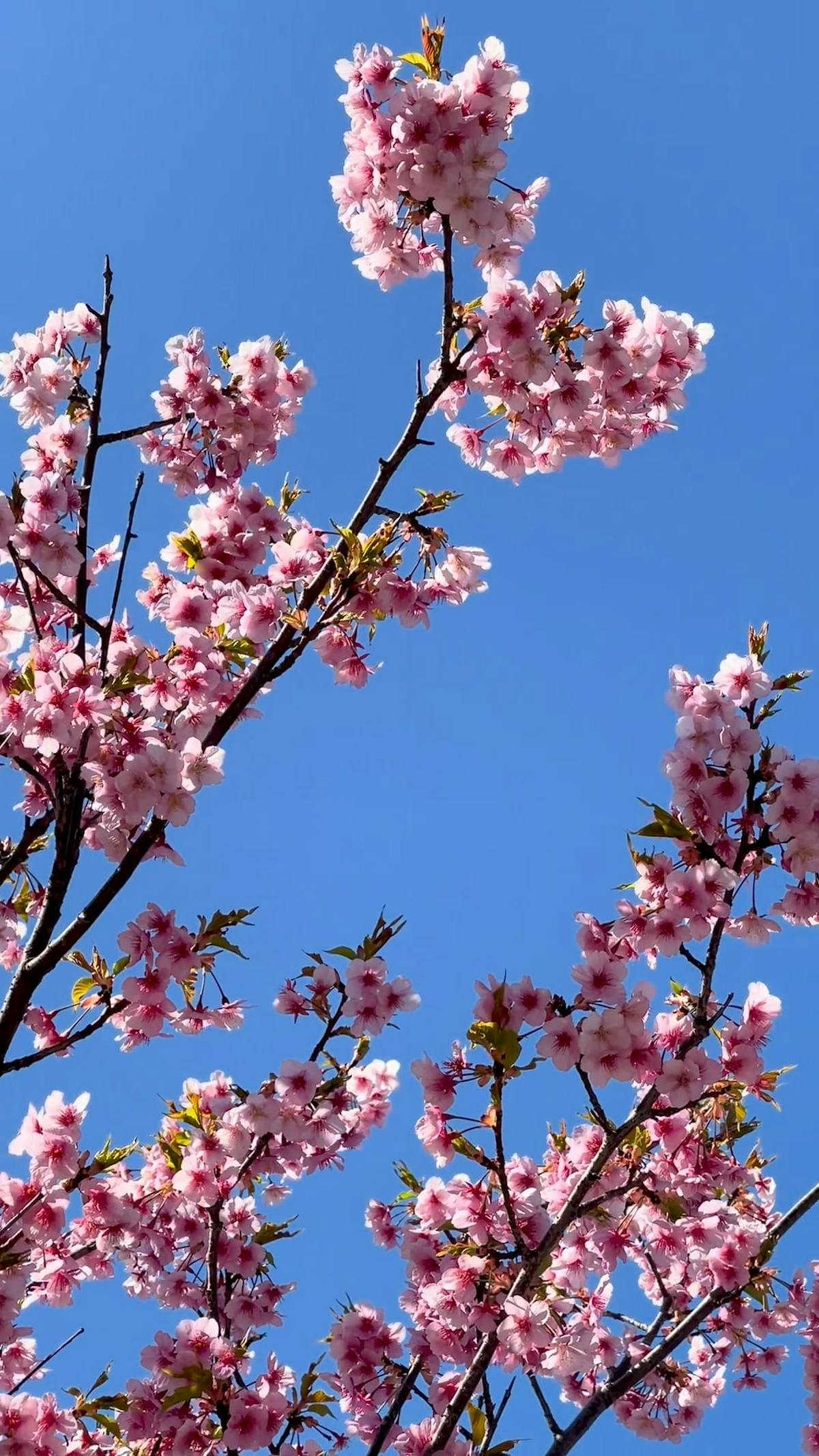 A View of Cherry Blossoms flowers Free Stock Video Footage, Royalty ...