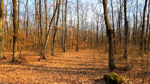 Walking through the Woods