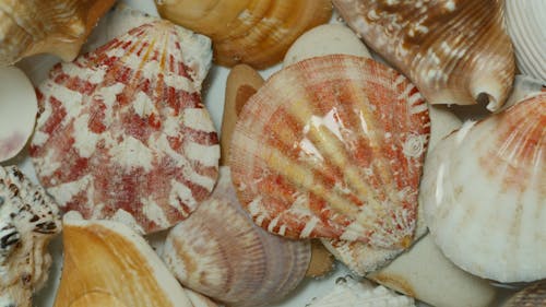 Different Kinds of Shells