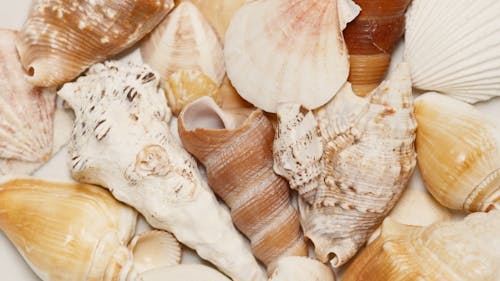 Different Kinds of Seashells