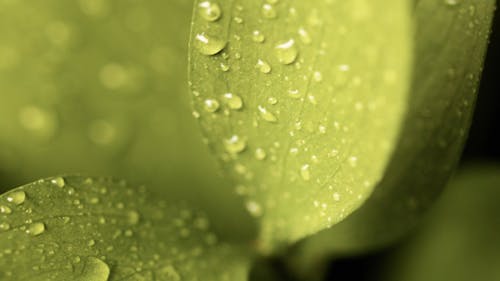 Water Droplets on Leaves