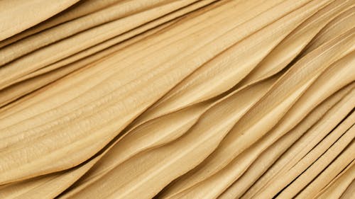 Dried Palm Leaf