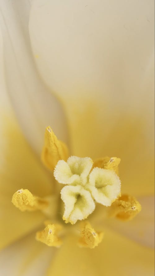 Pollen Grain of a Flower
