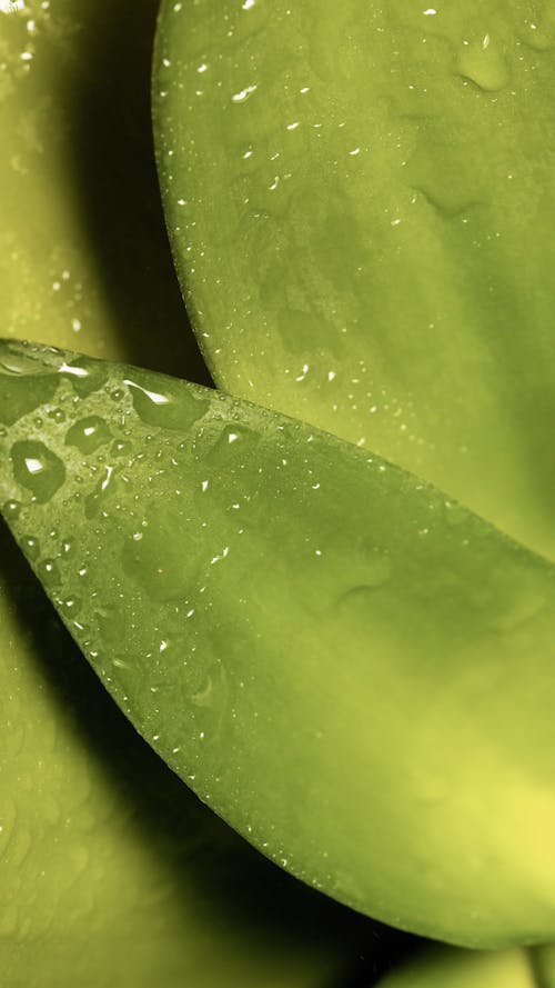 Close-up Video of a Wet Leaf