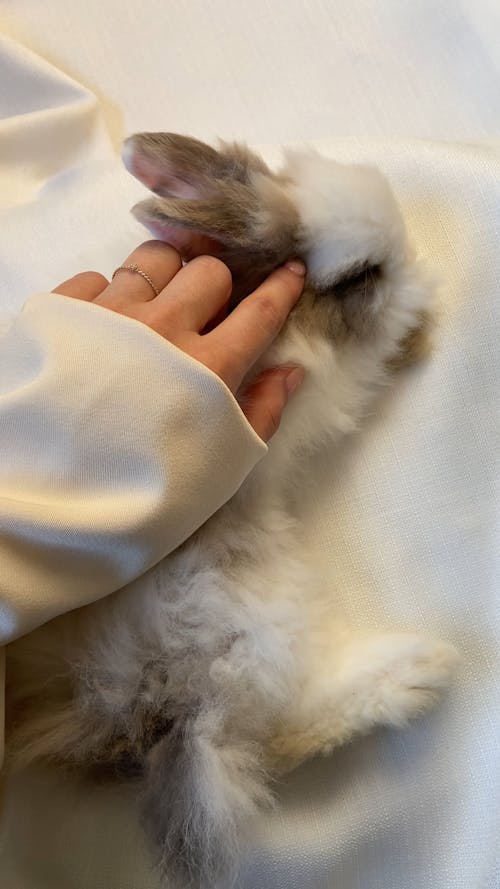 Petting a Bunny