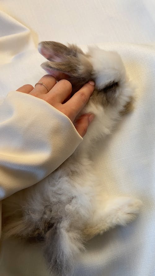 Hare Videos, Download The BEST Free 4k Stock Video Footage & Hare HD Video Clips Hare Videos, Download The BEST Free 4k Stock Video Footage & Hare HD Video Clips