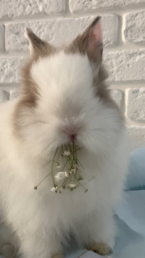 Rabbit Eating a Flower