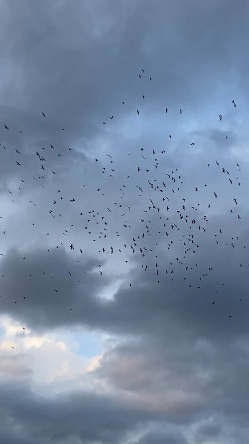 Flock of Birds Flying