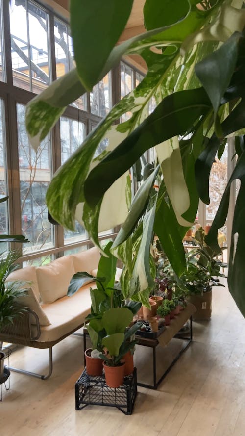 Living Room Full of House Plants