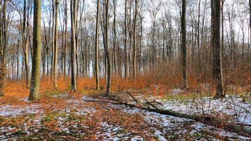 Walking through the Woods