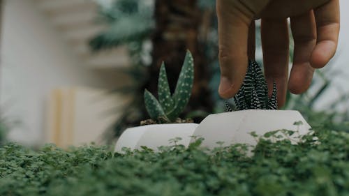 A Person Removing and Putting Back a Tiny Cactus on the Pot