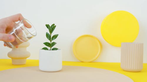 A Person Watering Decorative Plant