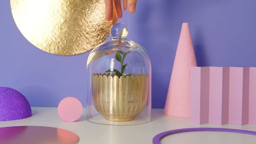 A Plant on Gold Pot with Glass Lid