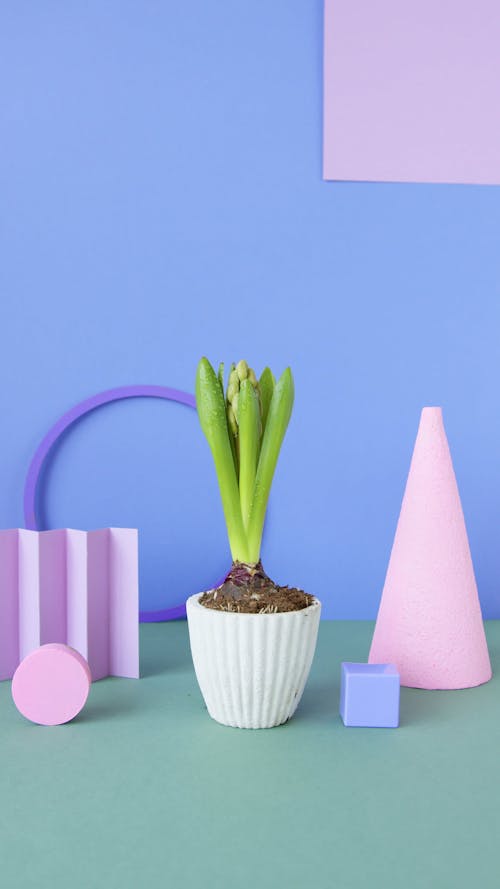 Studio Shot of a Decorative Plant